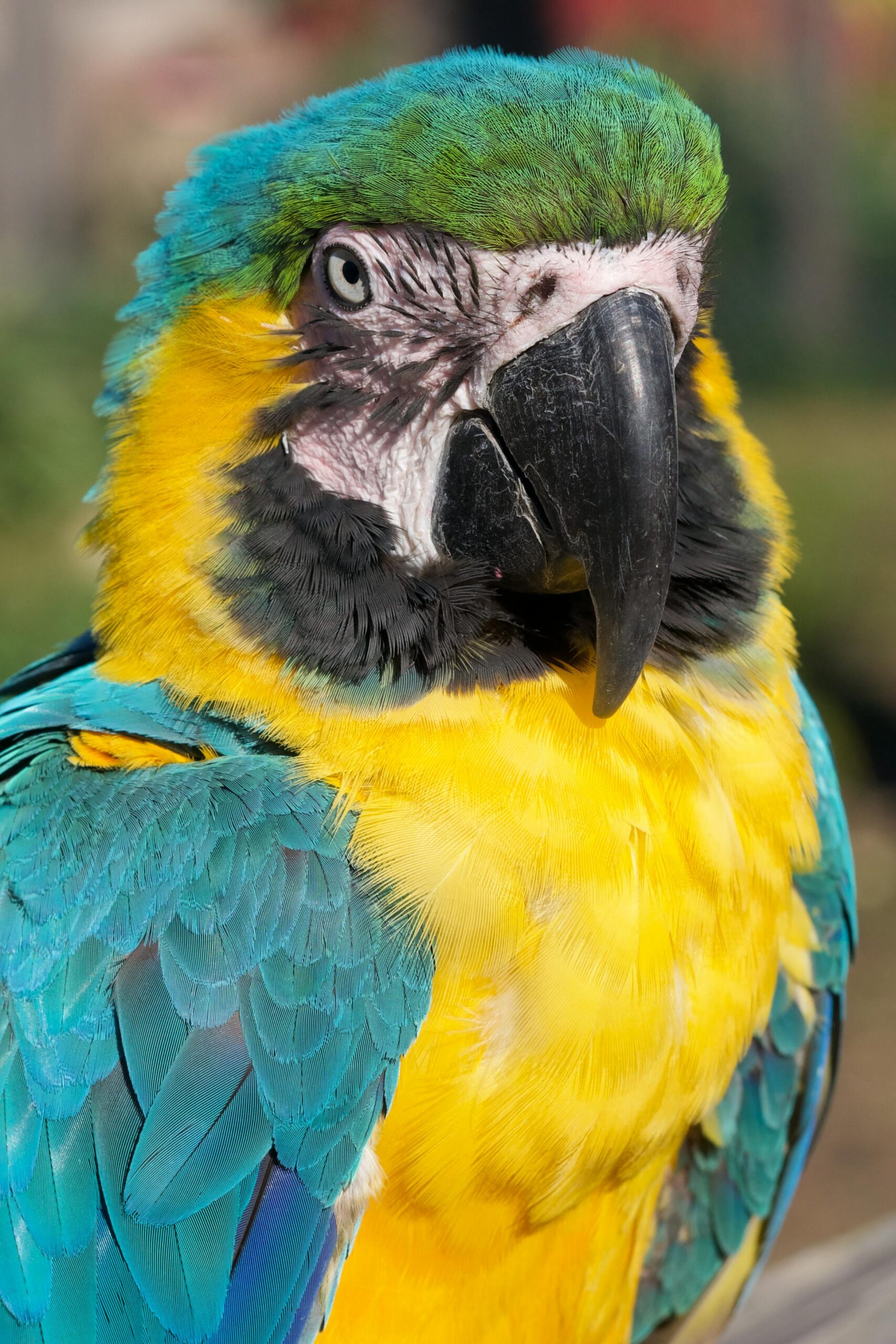 Bright and colorful close-up of a macaw parrot in Crécy-la-Chapelle, France.