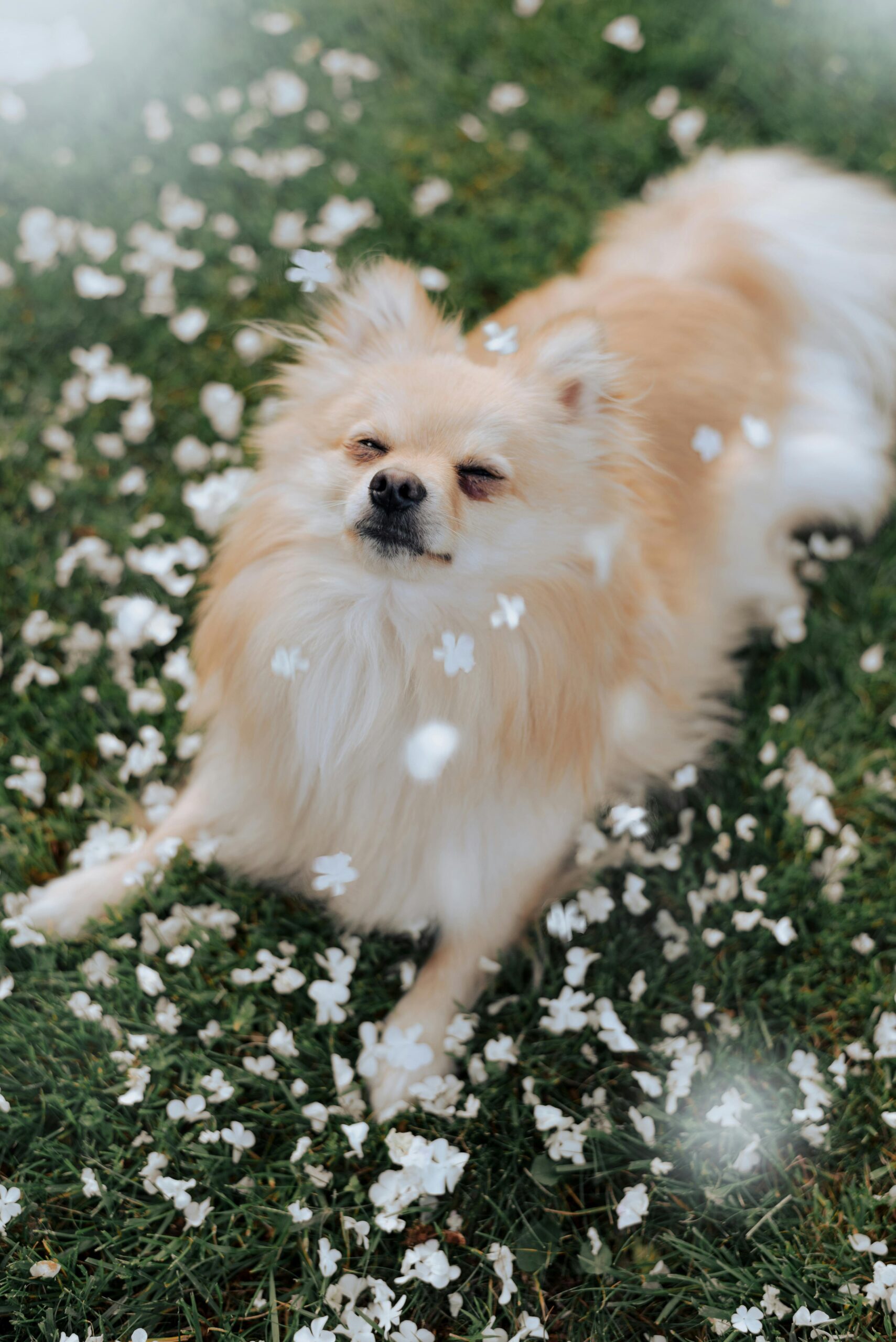 Adorable fluffy Pomeranian dog lying on grass surrounded by white flowers.